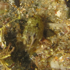 Isocladus armatus