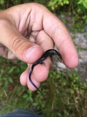 Plestiodon septentrionalis