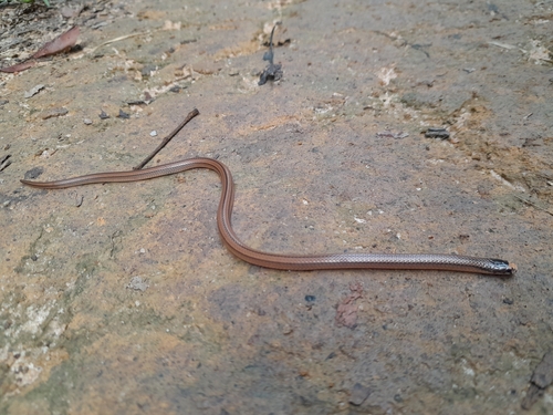 Photo of a Wucherer's Lizard-eating Snake (Elapomorphus wuchereri)