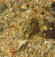 Isocladus armatus