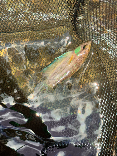 Terengganu Betta