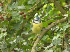 Cyanistes caeruleus