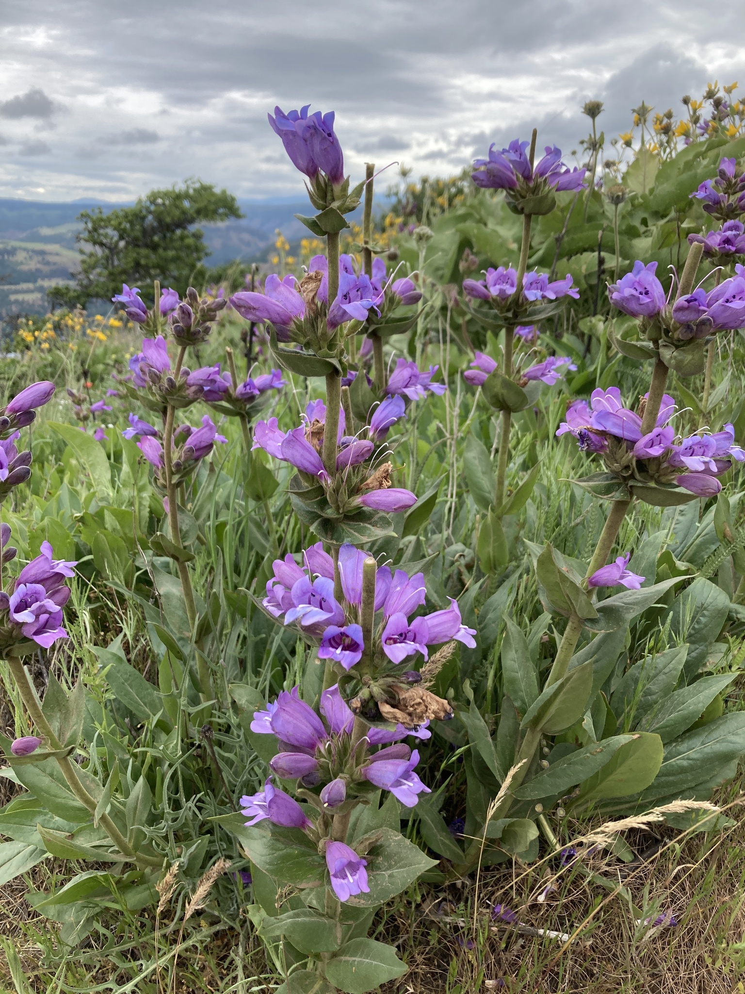 Penstemon glandulosus