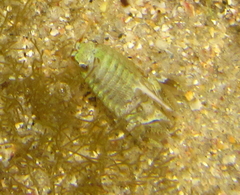 Isocladus armatus