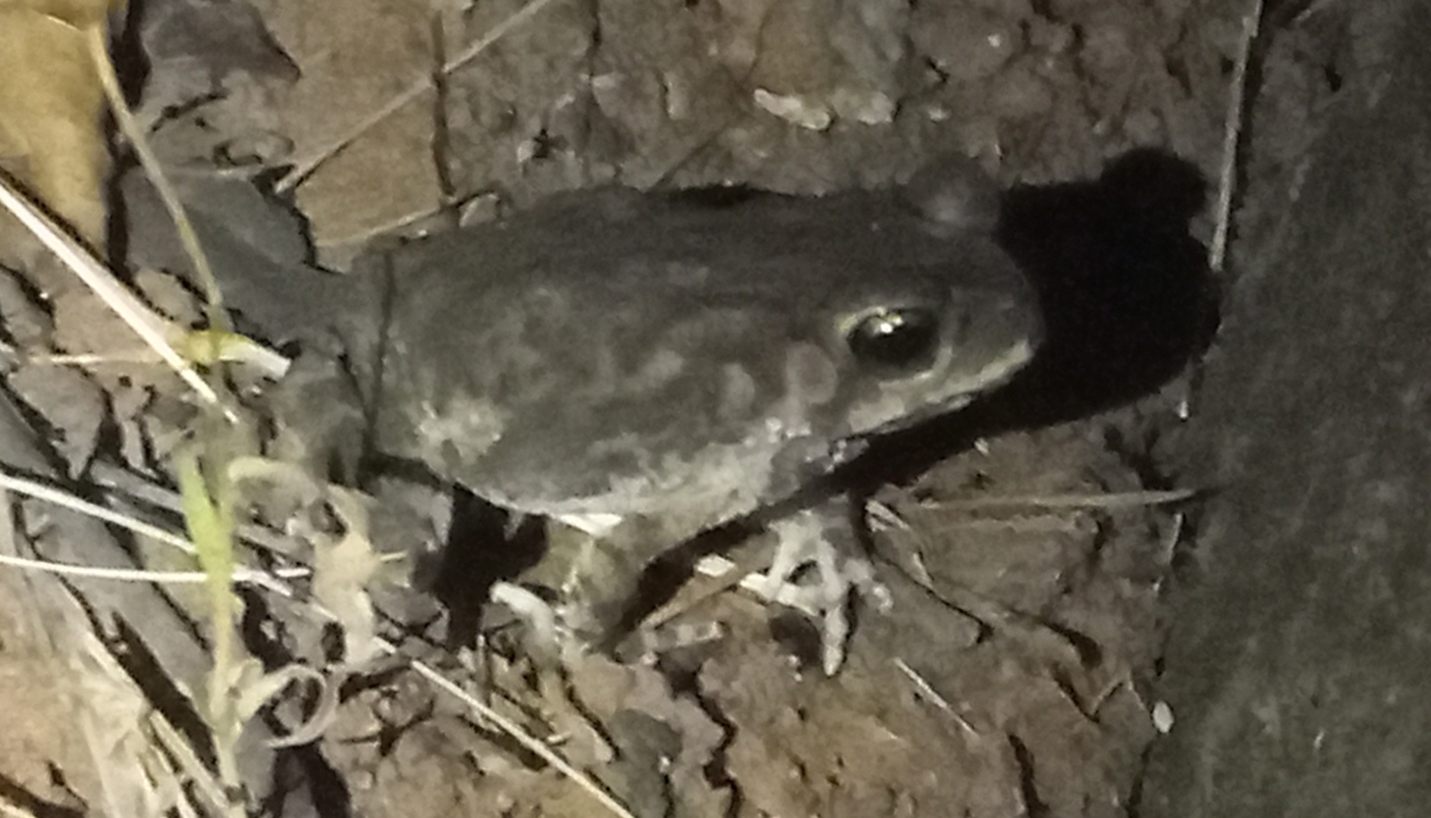 Indian Common True Toad