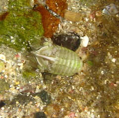 Isocladus armatus