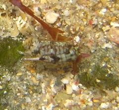 Isocladus armatus
