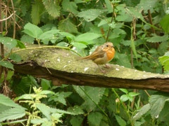 Erithacus rubecula