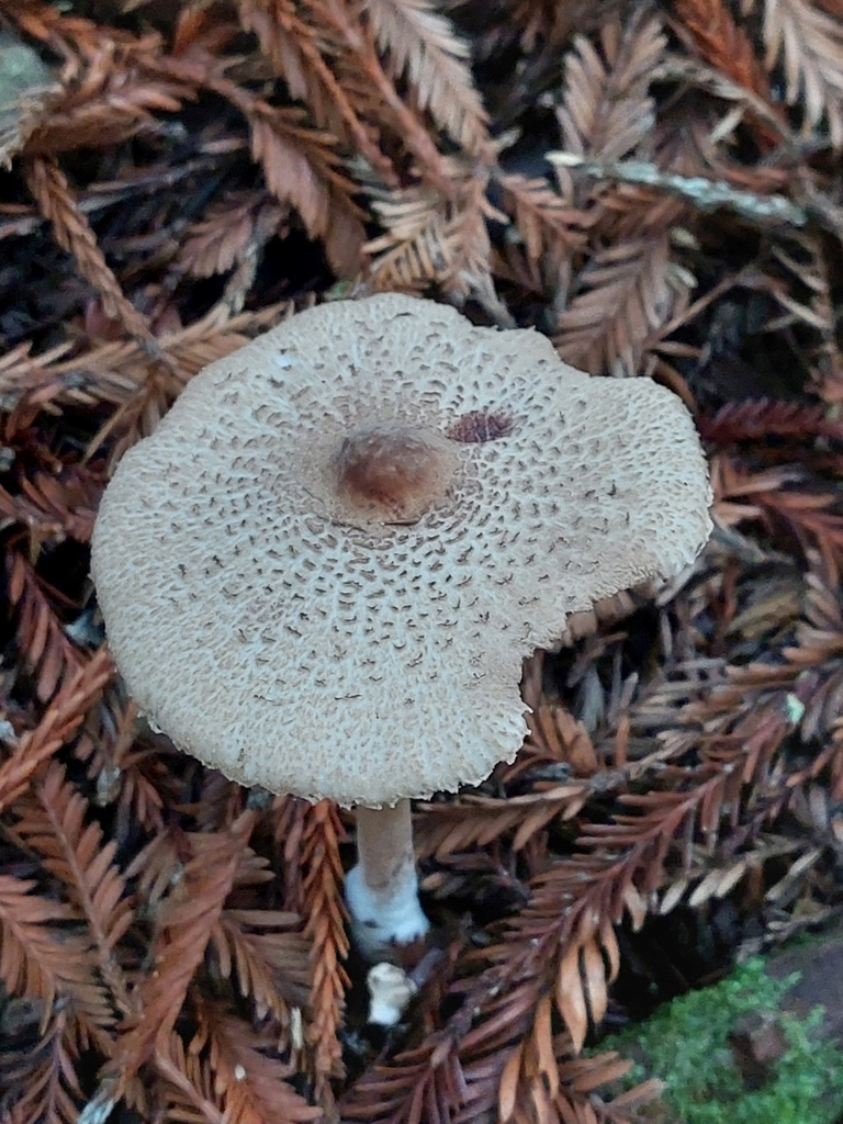 Macrolepiota clelandii · May 2025 · photo: © forrest00 (iNaturalist, cc0)