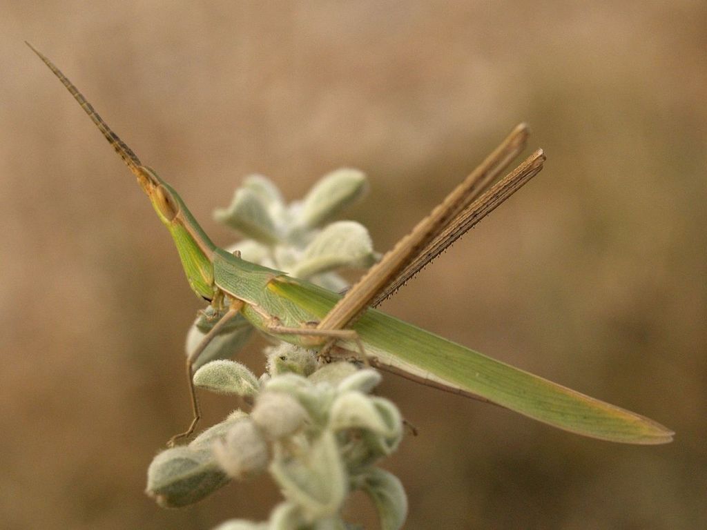 Mediterranean Slant-faced Grasshopper