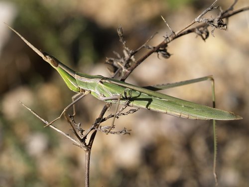 Mediterranean Slant-faced Grasshopper