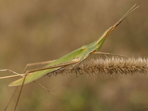 Mediterranean Slant-faced Grasshopper