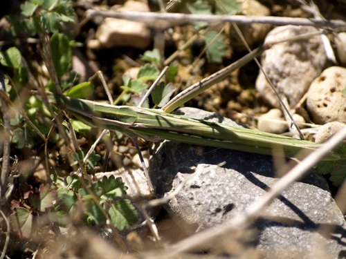 Mediterranean Slant-faced Grasshopper