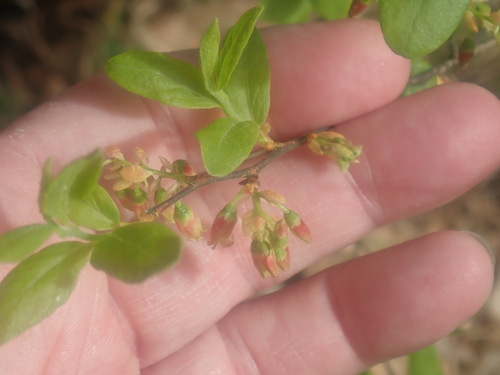 black huckleberry (Gaylussacia baccata)