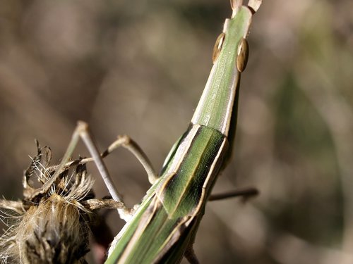 Mediterranean Slant-faced Grasshopper
