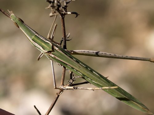 Mediterranean Slant-faced Grasshopper