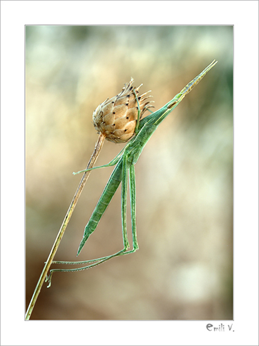 Mediterranean Slant-faced Grasshopper