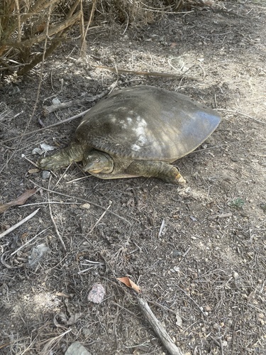 iNaturalist observation photo of Spiny Softshell