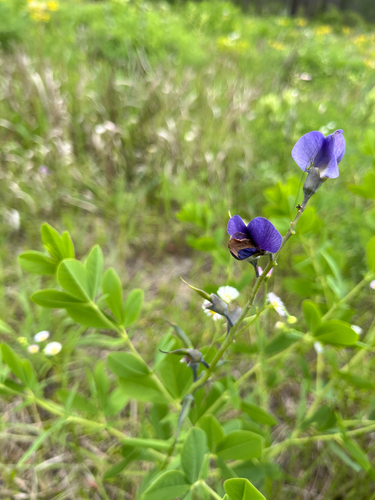 eastern prairie blue wild indigo (Baptisia aberrans)