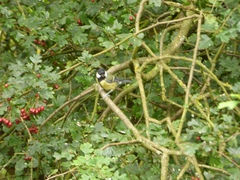 Parus major