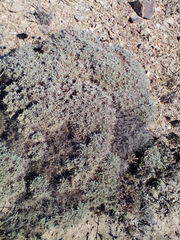 Astragalus tragacantha