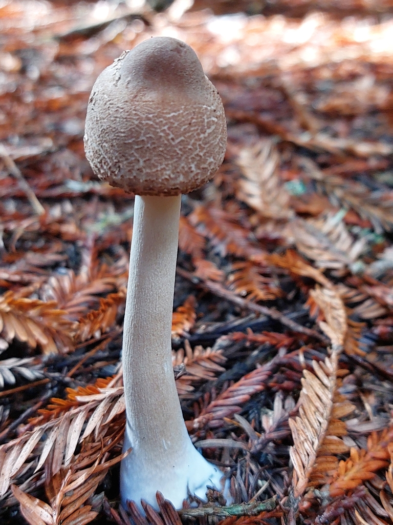 Macrolepiota clelandii · May 2025 · photo: © forrest00 (iNaturalist, cc0)
