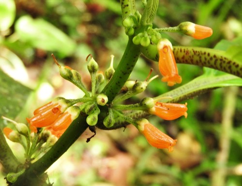Besleria cognata