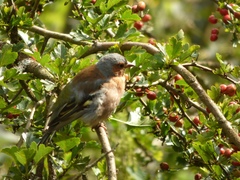 Fringilla coelebs