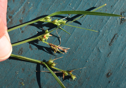 Scleria novae-hollandiae observed 2025-04-16