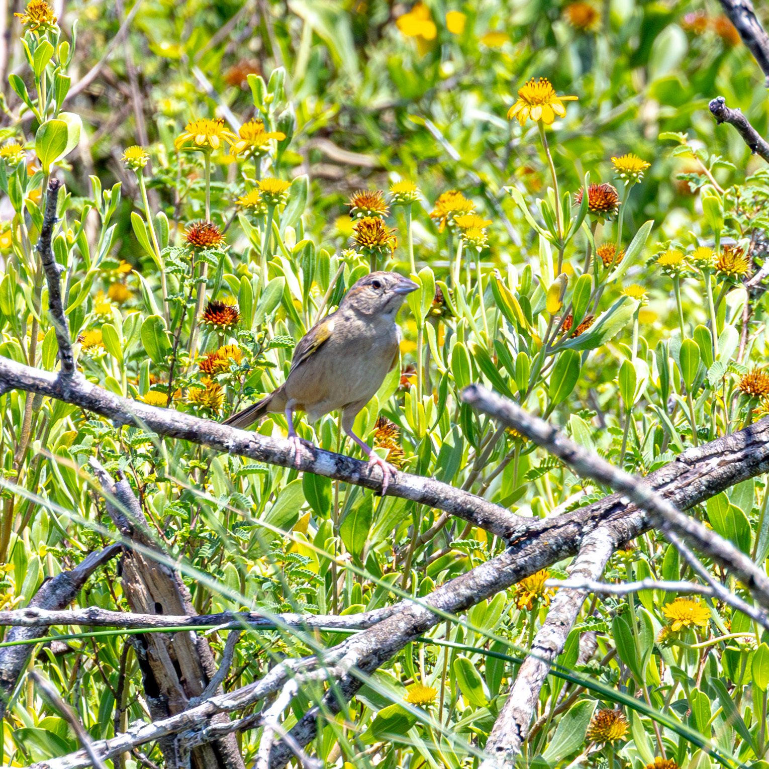 Botteri's Sparrow (Peucaea botterii), photo 5