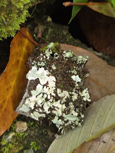 Myelochroa aurulenta