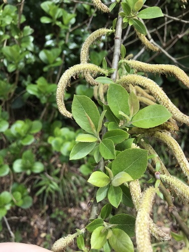 Salix sieboldiana iNat (2)