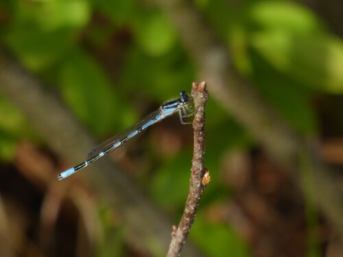 Pine Barrens Bluet photo 3