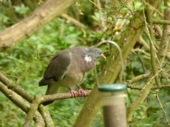 Columba palumbus