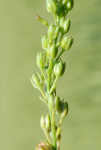 Linaria texana