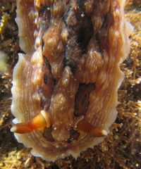 Dendrodoris krusensternii