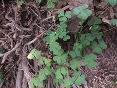 Oxalis corniculata