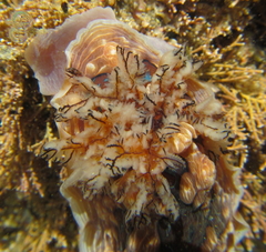 Dendrodoris krusensternii