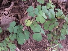 Oxalis corniculata