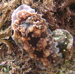 Dendrodoris krusensternii