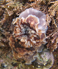 Dendrodoris krusensternii