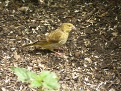 Chloris chloris