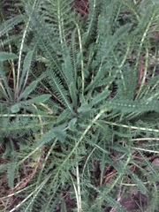 Achillea millefolium