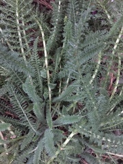Achillea millefolium