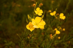 Media resource of Oenothera parviflora