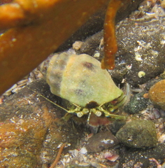 Pagurus novizealandiae