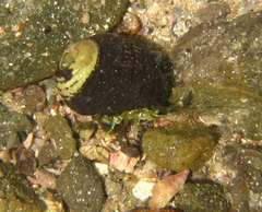 Pagurus novizealandiae