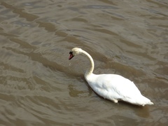 Cygnus olor