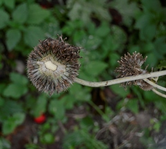 Echinops exaltatus
