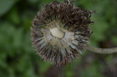 Echinops exaltatus